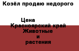 Козёл продаю недорого › Цена ­ 7 000 - Красноярский край Животные и растения » Другие животные   . Красноярский край